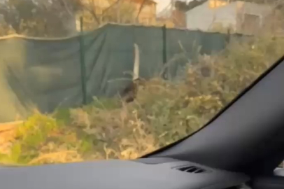 Bursa’da domuz sürüsü yerleşim alanına indi