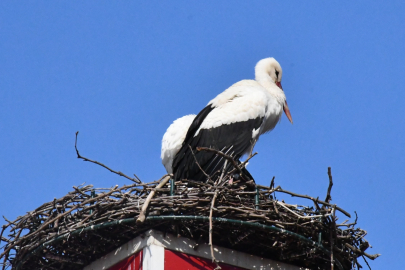 Leylekler Belediye sayesinde yeniden İznik'te