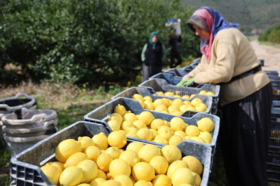 Limonda üretici fiyatları yıllık yüzde 410 yükseldi