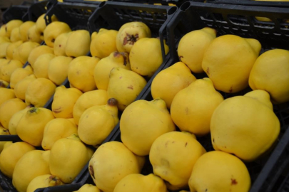 Ayvanın kilosu 300 liraya dayandı