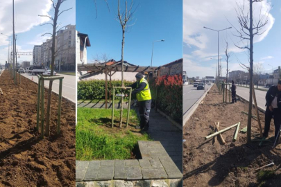Bursa'nın 700 yıllık mirası 700 çınarla kök salıyor