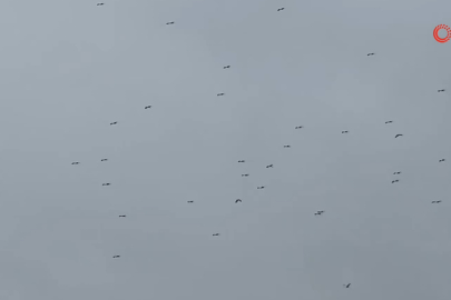 "Bolluk" müjdecisi leylek sürüsü Bursa semalarında görüldü