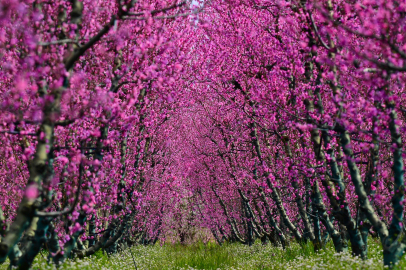 İznik Ovası'na bahar geldi!