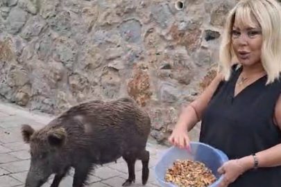 Safiye Soyman kapısına gelen domuzu elleriyle besledi