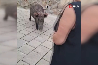 Safiye Soyman kapısına gelen domuzu elleriyle besledi