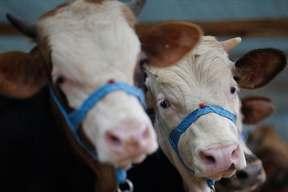 Kütahya'da "şap" alarmı: 15 köy karantinada