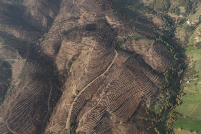 Küllerinden doğan Bursa: 2 milyon fidanla ormanlar yeniden yeşerecek