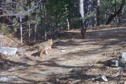 Uludağ’da yaban hayatı görüntülendi