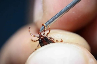 Yağış arttı, risk büyüdü: Uzmanından kene uyarısı