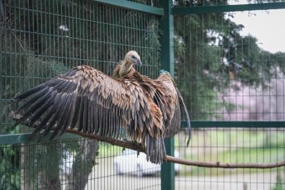 Yaralı bulunan kızıl akbaba Bursa'da yeniden uçmaya hazırlanıyor