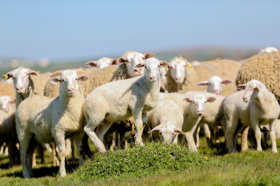 TİGEM'in Bursa Karacabey tesislerinde kuzu doğumları yüzde 40'ın üzerinde ikizlik oranıyla sürüyor
