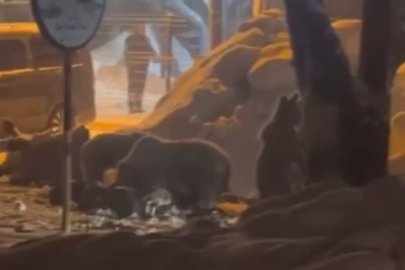 Uludağ’da kar 2 metreyi aştı... Aç ayılar Sarıalan’a indi