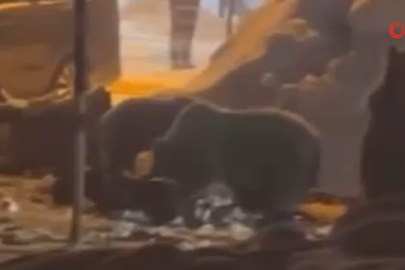 Uludağ’da kar 2 metreyi aştı... Aç ayılar Sarıalan’a indi