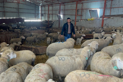 Bu çiftlikte 57 yıldır Karacabey Merinosu üretiyorlar