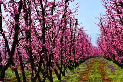 Bursa çiçek bahçesine dönüştü