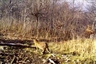 Bursa'da ormanın gizemli sakini yaban kedisi görüntülendi