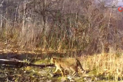 Ormanın gizemli sakini yaban kedisi görüntülendi