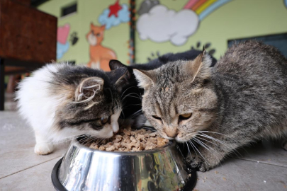 Martta fiyatı en çok artan ve azalan ürünler belli oldu