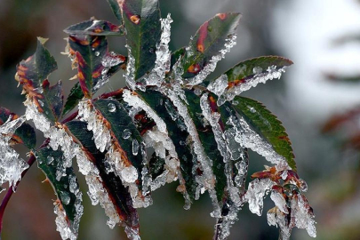 Meteoroloji'den "zirai don" uyarısı: Birçok bölgeyi etkileyecek