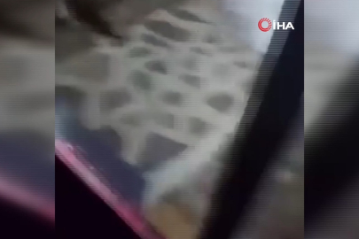 Uludağ’da ayı ailesi kamerada...Ani hareket paniğe neden oldu