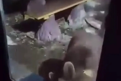 Uludağ’da ayı ailesi yiyecek ararken görüntülendi