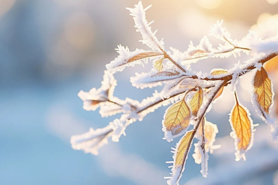 Bursa’da 6 ilçeye zirai don uyarısı