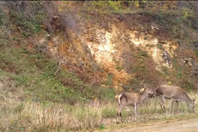 Uludağ'da kızıl geyikler fotokapanla görüntülendi