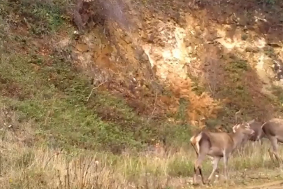 Uludağ'da kızıl geyikler fotokapanla görüntülendi