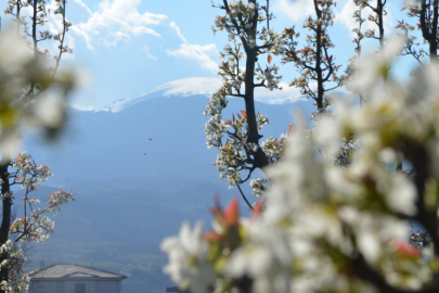 Bursa'da meyve ağaçları çiçek açtı