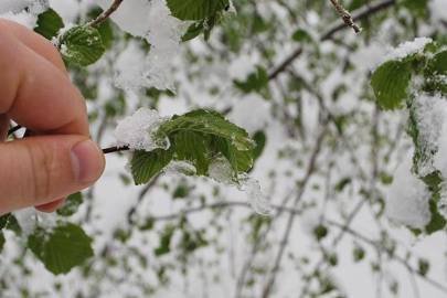 40 il için "sarı" uyarı: Zirai don ve yağışa dikkat