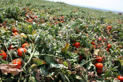 Karacabey’de salçalık domateste dengeler değişiyor: Çiftçi serbest ekime yöneliyor