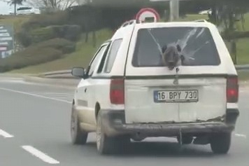 Köpeğin komik anları kamerada