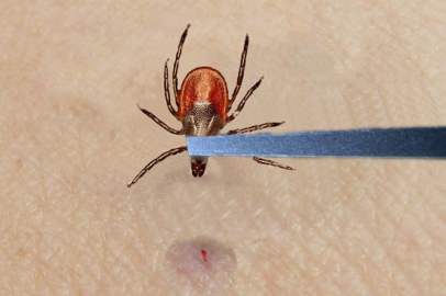 Havalar ısındı kene sezonu başladı!