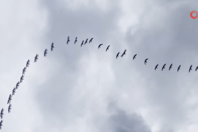 Bursa'da bahar manzarası: Pelikanlar Boğazköy Barajı’na indi