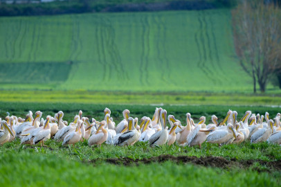 Bursa'da bahar manzarası: Pelikanlar Boğazköy Barajı’na indi