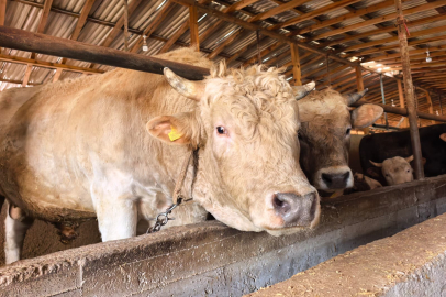 Bursa’da 1 tonluk “Paşa” 500 bin liraya alıcısını bekliyor