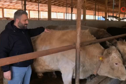 Bursa’da 1 tonluk “Paşa” 500 bin liraya alıcısını bekliyor