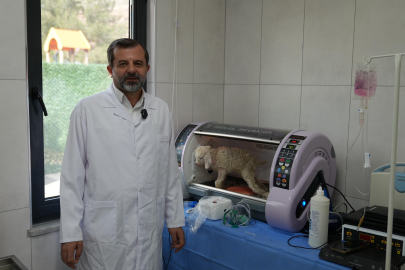 Gürsu Butik Hayvanat Bahçesi yeni sakinlerini ağırlıyor