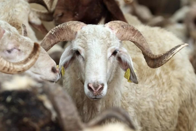 Dolandırıcıların ucuz kurbanlık oyununa dikkat