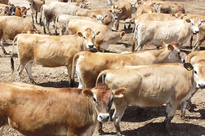 Midilli'de hayvan yetiştiricileri limana giriş ve çıkışı engelledi