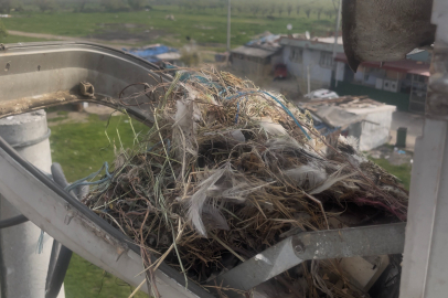Bursa'da sokak lambaları kuşlara yuva oldu