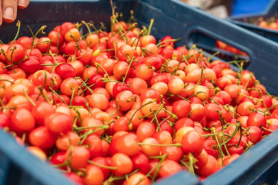 Dudak uçuklatan fiyat! Sezonun ilk kirazı kilosu 6 bin TL’ye satıldı
