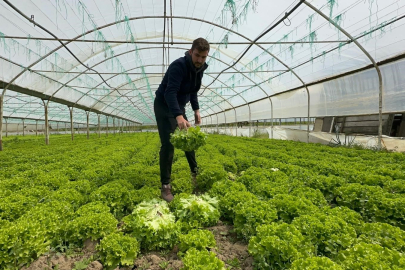 Bursa’da marul altın değerinde! Tarlada 35 lirayı gören fiyat çiftçiyi sevindirdi