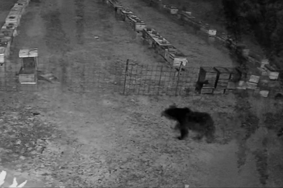 Bursa'da arı kovanlarına ayı saldırısı