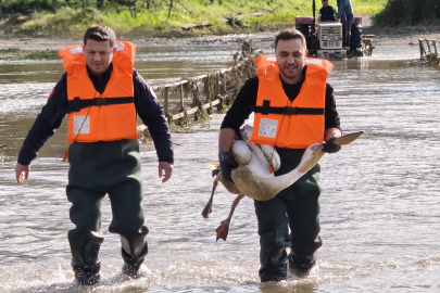 Bursa'da barajda mahsur kalan pelikan kurtarıldı