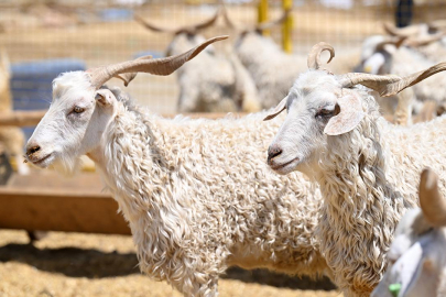 Vekalet yoluyla kurban kesim bedelleri belirlendi