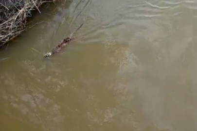 Bursa'da deredeki su samuru şaşırttı