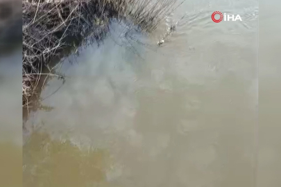 Bursa'da deredeki su samuru şaşırttı