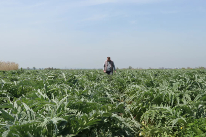 Bursa'da yetişiyor! Ülkenin dört bir yanına gidiyor