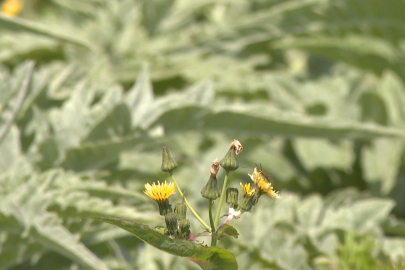 Bursa'da yetişiyor! Ülkenin dört bir yanına gidiyor